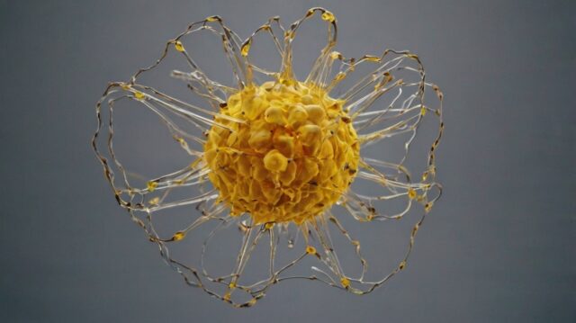 هرمون الكورتيزول